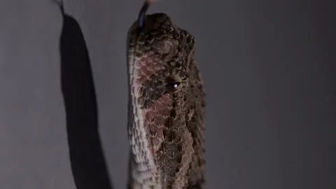 Puff adder snake - close up on head -Vertical video Stock Footage 268987821