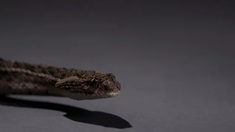 Puff Adder snake close up on head Stock Footage 269869254