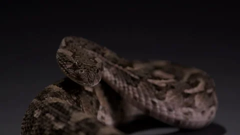 Puff Adder snake curled up looking towards camera Stock Footage 269473039