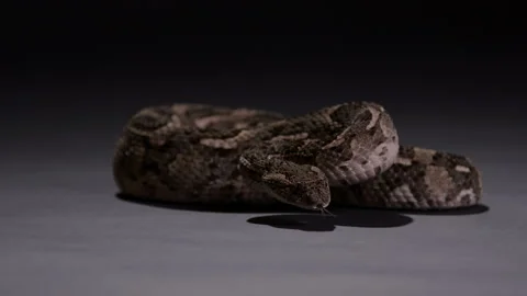 Puff adder snake curled up at night under light - dangerous animals Stock Footage 269472340
