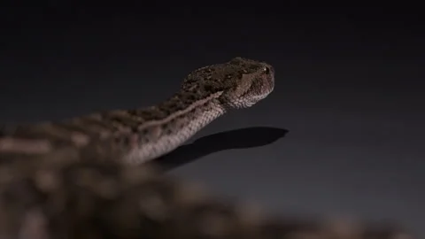 Puff Adder snake exploring dark gray surface - from behind - documentary Stock Footage 269868222