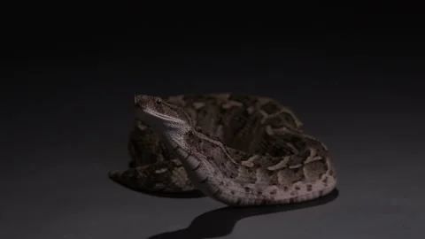 Puff Adder snake finishes eating and is pushing food down body Stock Footage 270125214