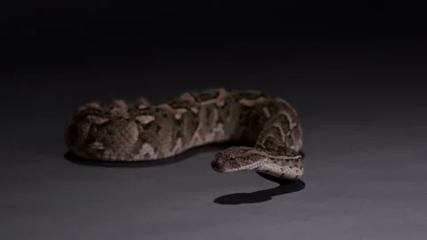 Puff Adder snake isolated on grey background at night - looking towards Stock Footage 269473069
