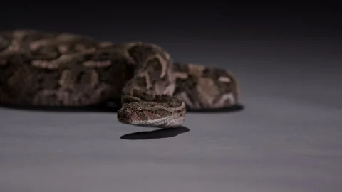 Puff Adder snake isolated on grey floor - side profile - Dangerous animals Stock Footage 269867185
