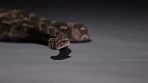 Puff Adder Snake looking towards camera curiously - wide shot Stock Footage 270125466