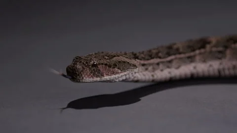 Puff Adder snake moving across grey groud - close up on face Stock Footage 268987558