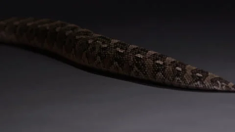 Puff Adder snake moving along floor - close up on tail moving Stock Footage 269867694