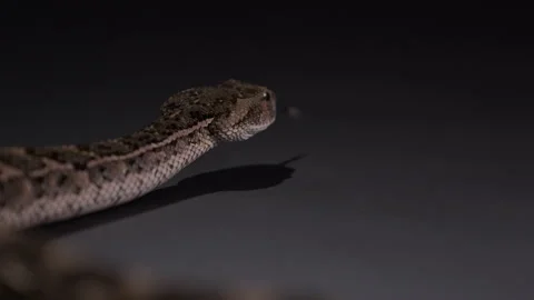 Puff adder snake moving away from frame - focus on head from behind - Stock Footage 269866629