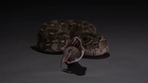 Puff Adder snake pushes last bit of prey down mouth - isolated on Stock Footage 269866734