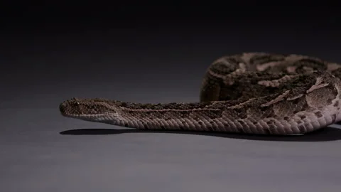 Puff Adder snake roaming on grey surface at night - documentary dangerous Stock Footage 269472391