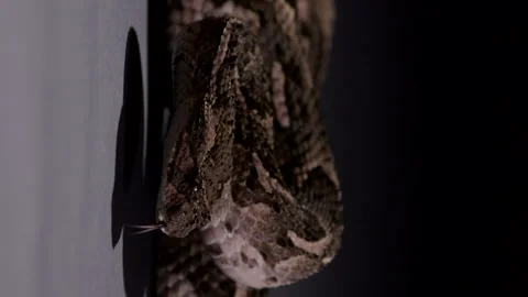 Puff Adder snake starts moving head while curled at night under bright Stock Footage 268987840