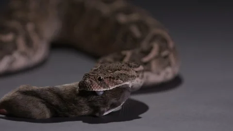 Puff Adder snake striking prey and waiting for venom to kick in Stock Footage 269473675