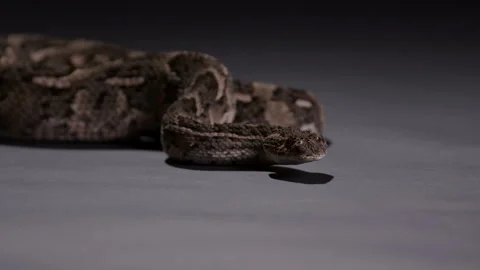Puff adder snake turns to look towards camera while on ground at night Stock Footage 269866851