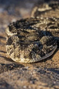 Puff Adder in Vertical Frame on Desert Ground Stock Photos