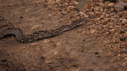 Puff Adder on the way, Serengeti Video stock 146976084