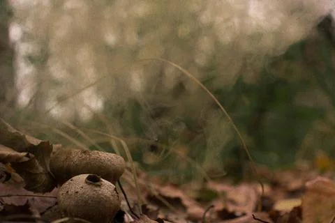 Puff-ball mushroom 写真素材