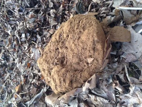 Puff Ball 스톡 사진