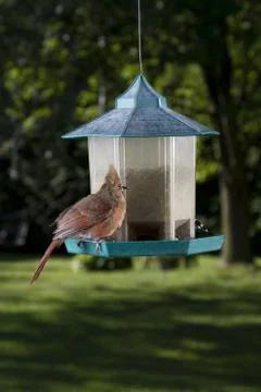 Puff ball Foto stock