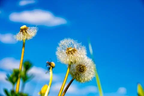 Puff flower in spring 库存照片