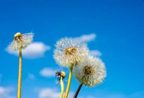 Puff flower in spring Foto stock