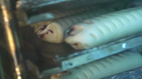 Puff Vídeo Stock 34271139