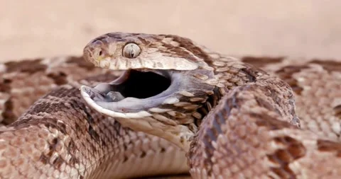 A puff pit viper  displaying defensive behavior. Stock Footage 315293448