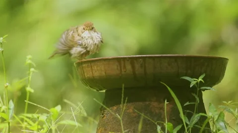 Puff-throated babbler or spotted babbler (Pellorneum ruficeps) Stock Footage 170216598