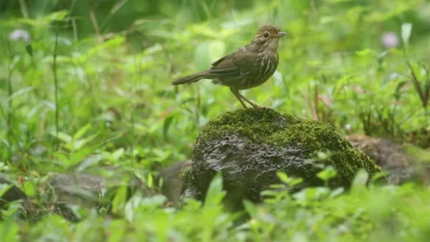 Puff-throated babbler or spotted babbler (Pellorneum ruficeps) Stock Footage 170217071