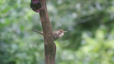 Puff-throated babbler or spotted babbler (Pellorneum ruficeps) Stock Footage 170217179