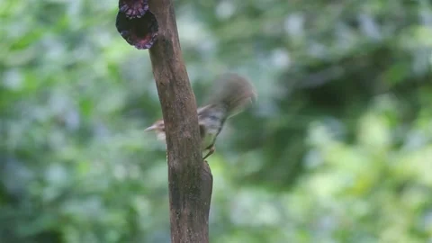 Puff-throated babbler or spotted babbler (Pellorneum ruficeps) Stock Footage 170217191