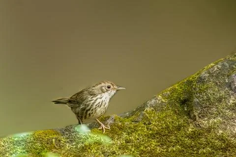 Puff throated Babbler Stock Photos