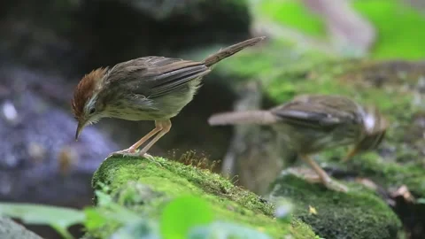 Puff-throated Babbler,bird bathing, Stock Footage 252864778