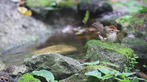 Puff-throated Babbler,bird bathing, Video stock 252958939