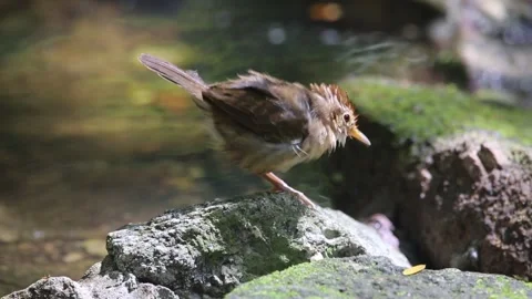 Puff-throated Babbler,bird bathing, Stock Footage 252960034