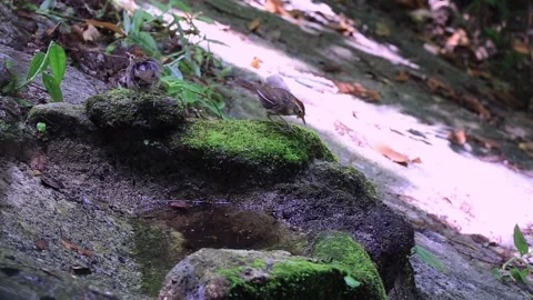 Puff-throated Babbler,bird bathing, Stock Footage 255762834