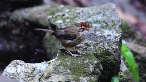 Puff-throated babbler,bird bating, Stock Footage 255570916