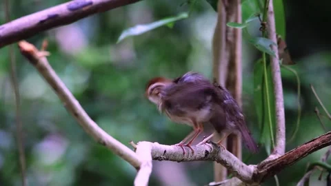 Puff-throated Babbler,bird batthing, Video stock 255762819