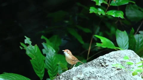 Puff-throated Babbler,bird crowing, Stock Footage 256154312