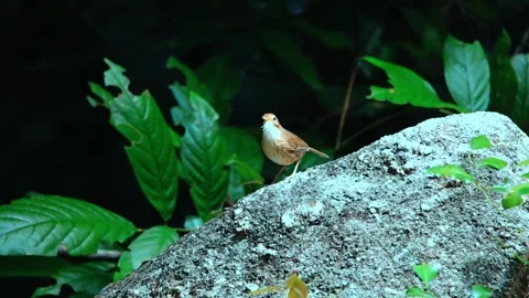 Puff-throated Babbler,bird crowing, Stock Footage 256154315
