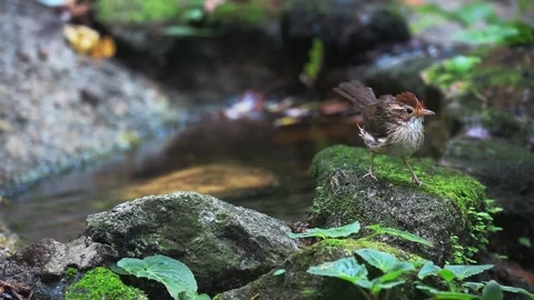 Puff-throated Babblerbird Stock Footage 281167855