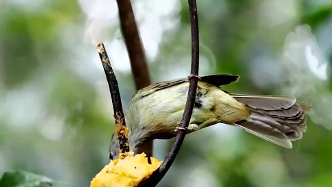 Puff-throated Bulbul perching on tree branch looking into a distance Stock-Footage 334179677