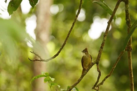 Puff - Throated Bulbul Stock Photos