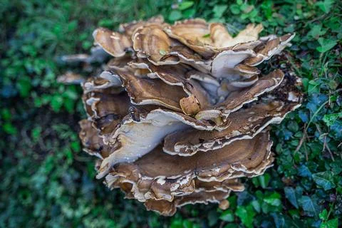 Puff toadstool mushroom on green grass growing in the forest Stock Photos