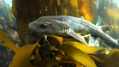Puffadder Shy Shark - False Bay - Puffadder Shyshark swimming around in the k Vidéo 118185399