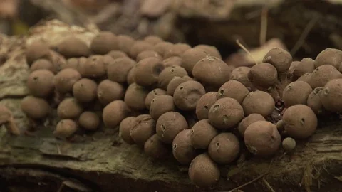 Puffball mushrooms Stock Footage 100137597