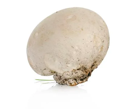 Puffball Stock Photos