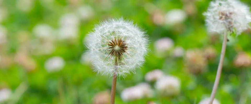 Puffball Stock Photos