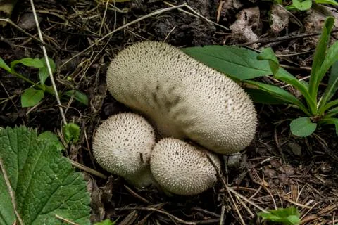 Puffball Stock Photos