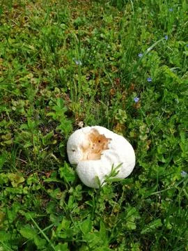 PUFFBALL Stock Photos
