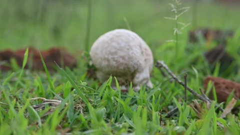 Puffballs mushroom. Stock Footage 314573227